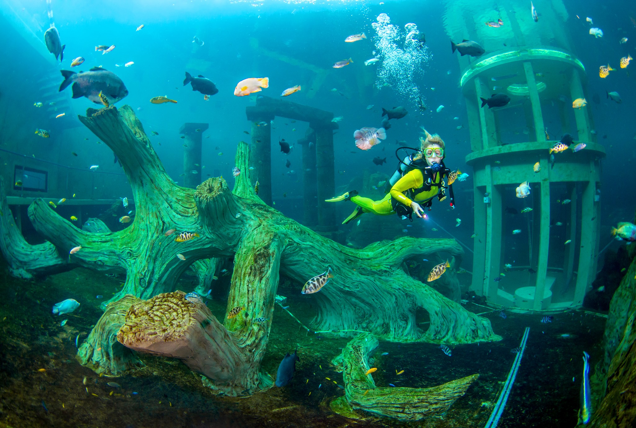 Duiker zwemt door de onderwaterwereld van TODI met tropische vissen